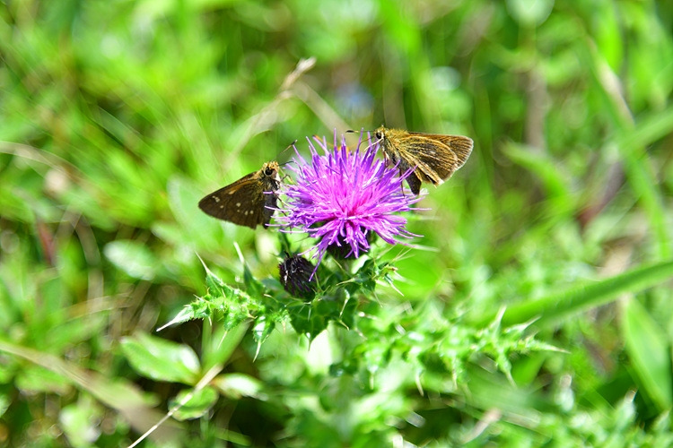 꽃팔랑나비 바늘엉겅퀴   DSC_2111.jpg