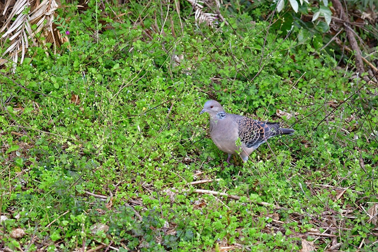 멧비둘기 DSC_7032.jpg