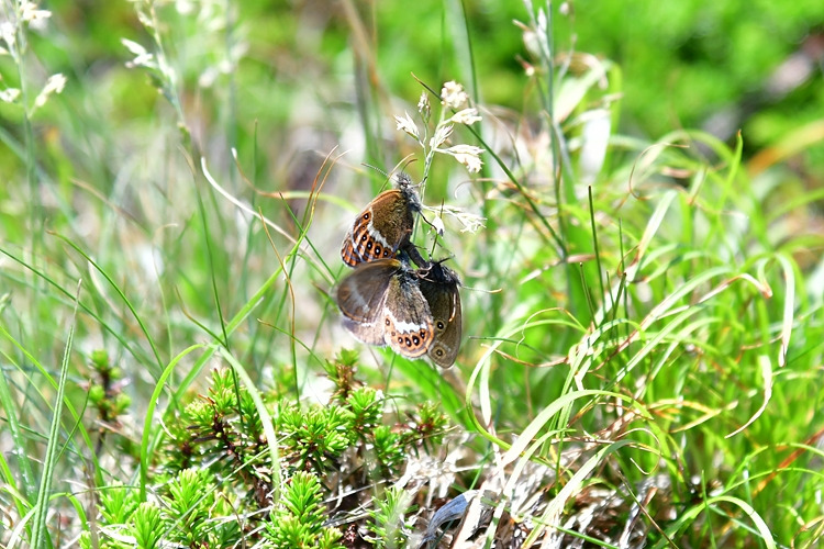 도시처녀나비  짝짓기  DSC_1126.jpg