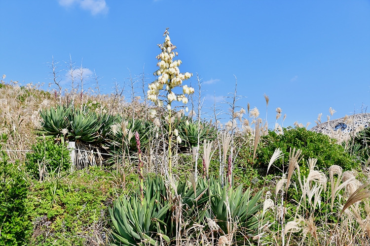 실유카 DSC_1458.jpg