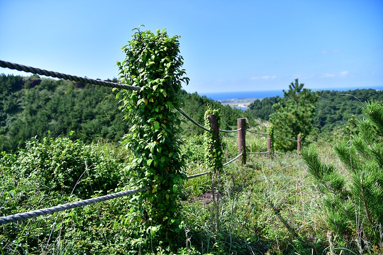 왕모람 DSC_8488.jpg