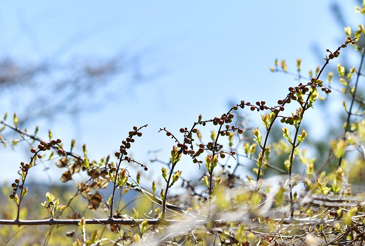 상동나무 열매 DSC_7191.jpg