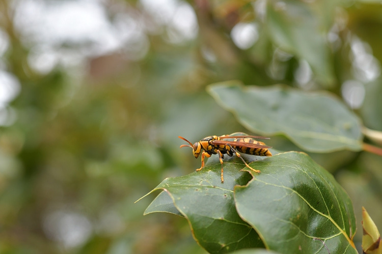 제주왕바다리 DSC_6849.jpg