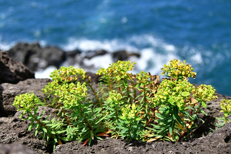 암대극  DSC_8263.jpg