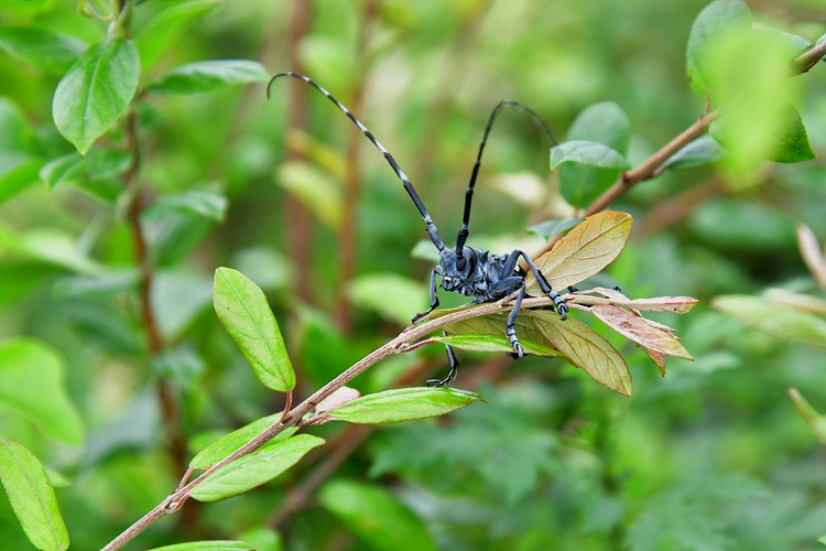 알락하늘소  DSC_0077.jpg