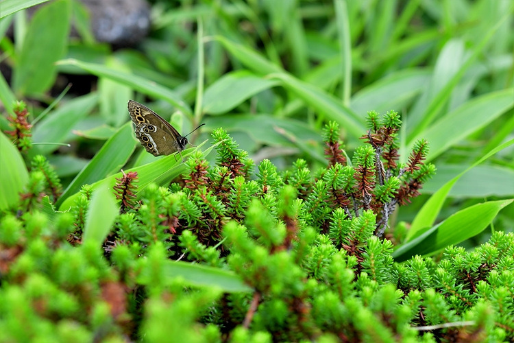 눈많은그늘나비 DSC_0853.jpg