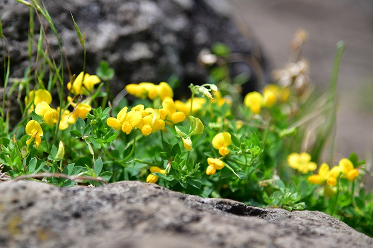 벌노랑이  DSC_8249.jpg