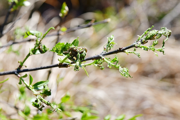 노랑털알락나방 유충 DSC_7110.jpg