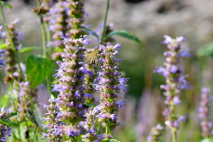 줄점팔랑나비  배초향  DSC_4120.jpg