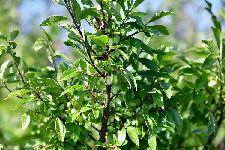 느릅나무 열매 DSC_8464.jpg