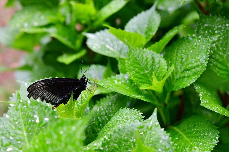 제비나비 날개 상처  아부오름  DSC_7420.jpg