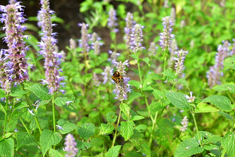 황알락팔랑나비  배초향 DSC_3229.jpg