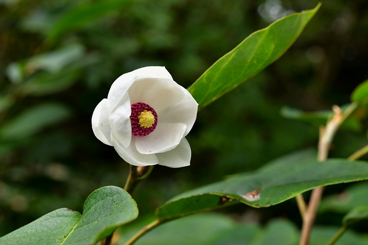 함박꽃나무 DSC_3899.jpg