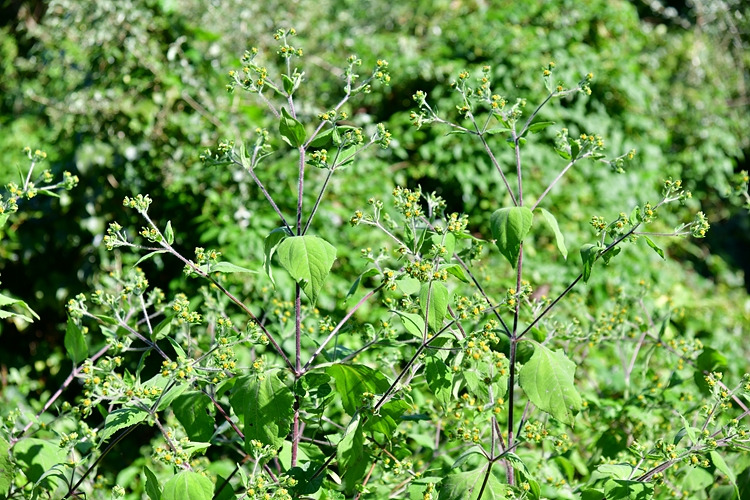 털진득찰 DSC_8374.jpg