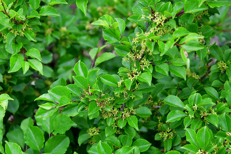 좀갈매나무  꽃  DSC_9924.jpg