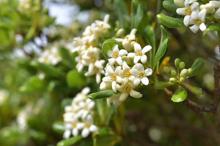 돈나무 꽃 DSC_7090.jpg