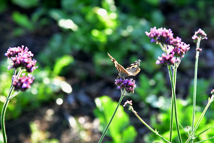큰멋쟁이나비 배초향 DSC_4046.jpg