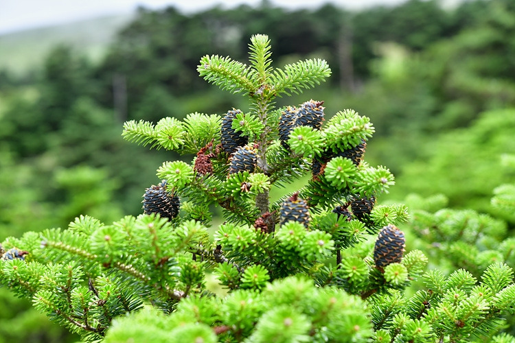 구상나무 열매 이상 현상 DSC_0882.jpg