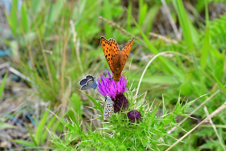 은점표범나비  산꼬마부전나비  바늘엉겅퀴 DSC_3069.jpg