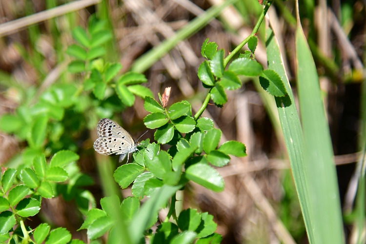 남방부전나비 DSC_8502.jpg