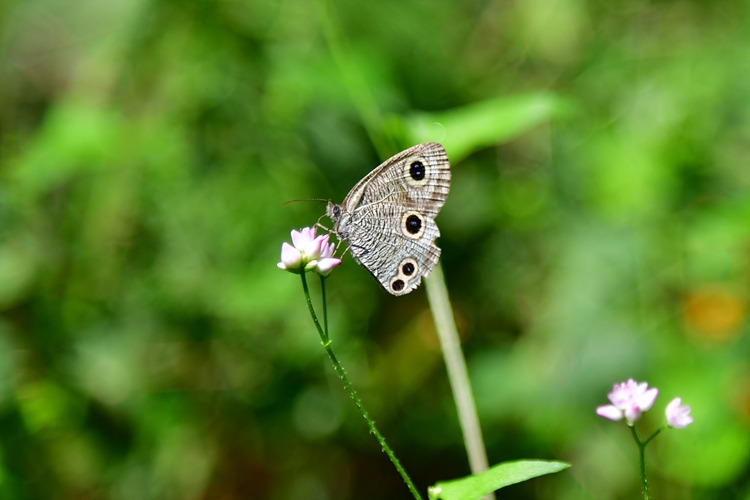 물결나비 며느리밑씻개 DSC_6505.jpg