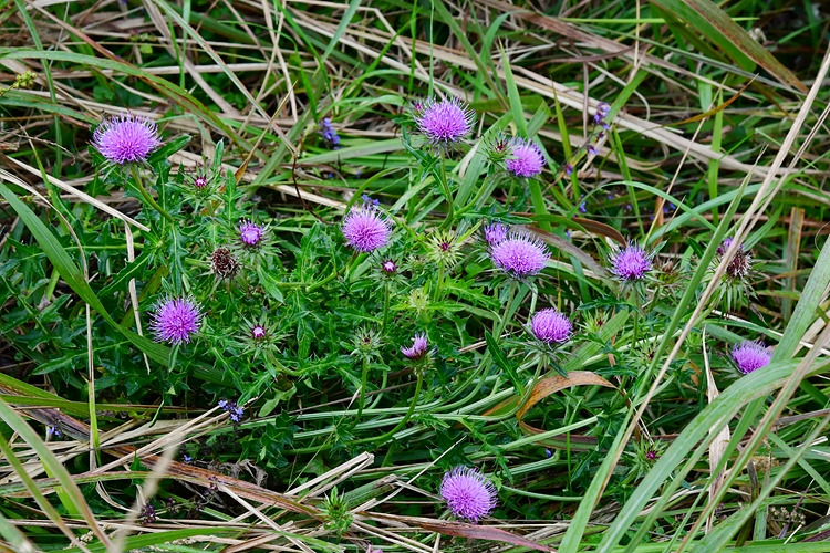 바늘엉겅퀴 DSC_9378.jpg