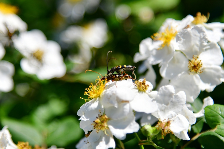 긴알락꽃하늘소  DSC_1015.jpg