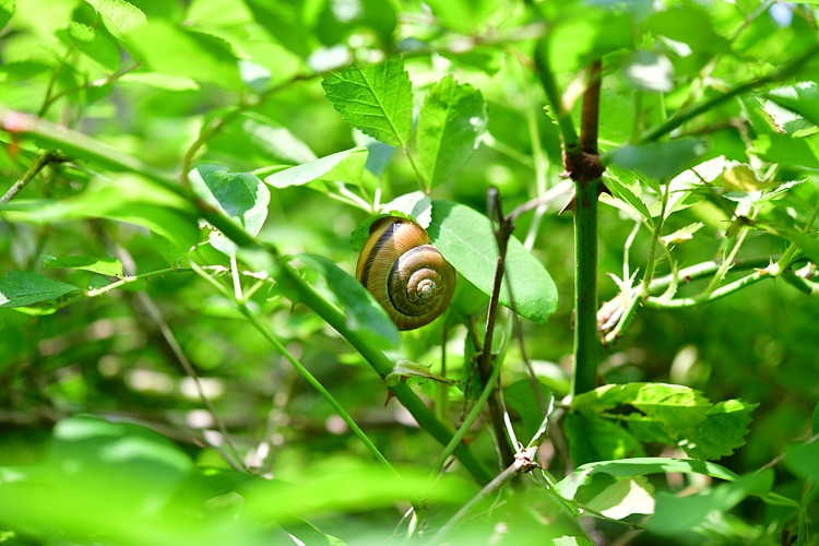 동양달팽이  DSC_8658.jpg