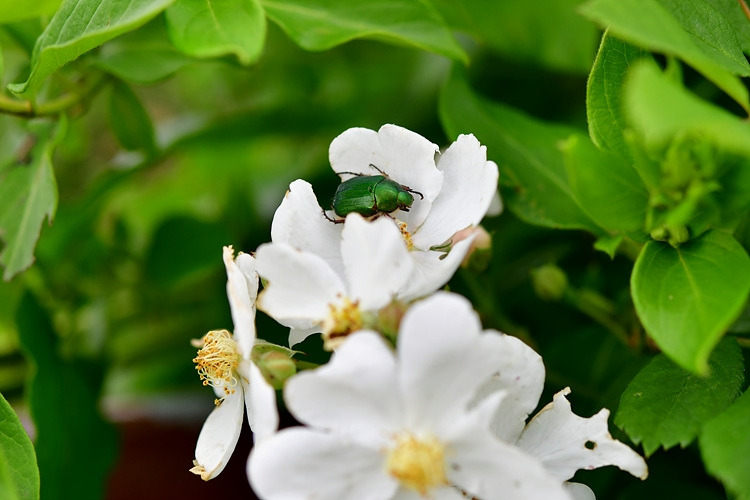 풍뎅이  찔레꽃  DSC_7762.jpg