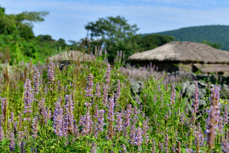 호랑나비  배초향   초가지붕  DSC_4105.jpg