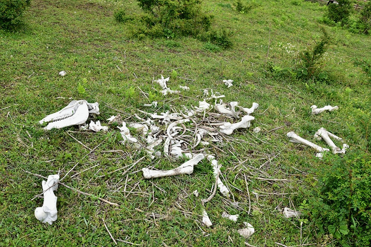 죽은 말 뼈 DSC_1538.jpg