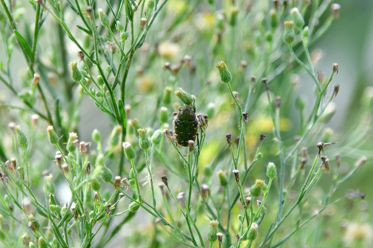 풀색꽃무지 DSC_6587.jpg