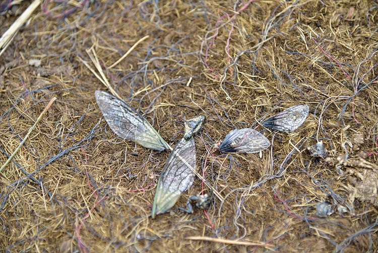 말매미 날개만 DSC_0765.jpg