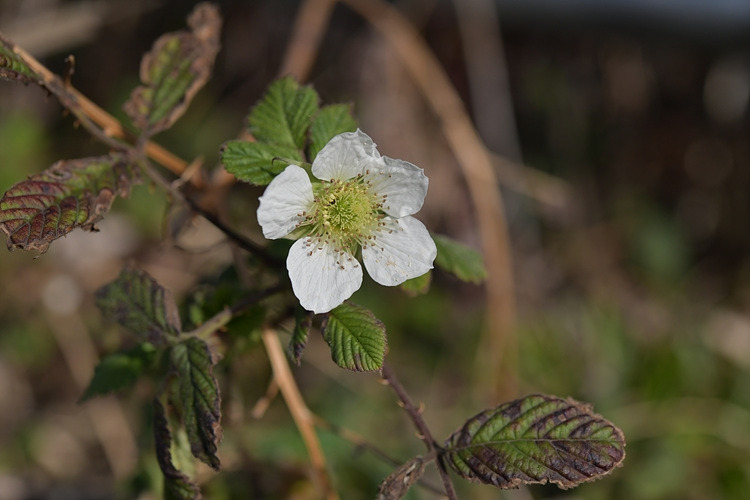장딸기 DSC_6697.jpg