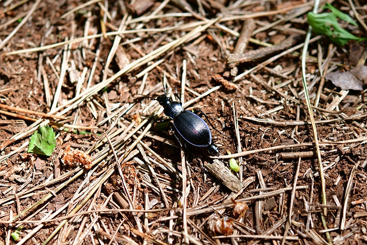 제주왕딱정벌레   DSC_8769.jpg