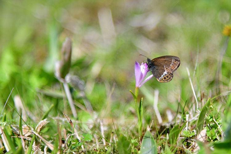 큰방울새란  도시처녀나비 DSC_1064.jpg
