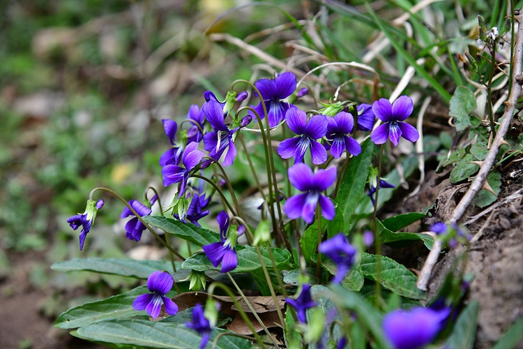 제비꽃 DSC_6956.jpg