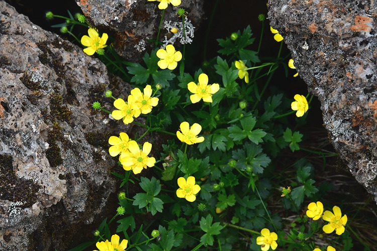 바위미나리아재비 DSC_9822.jpg