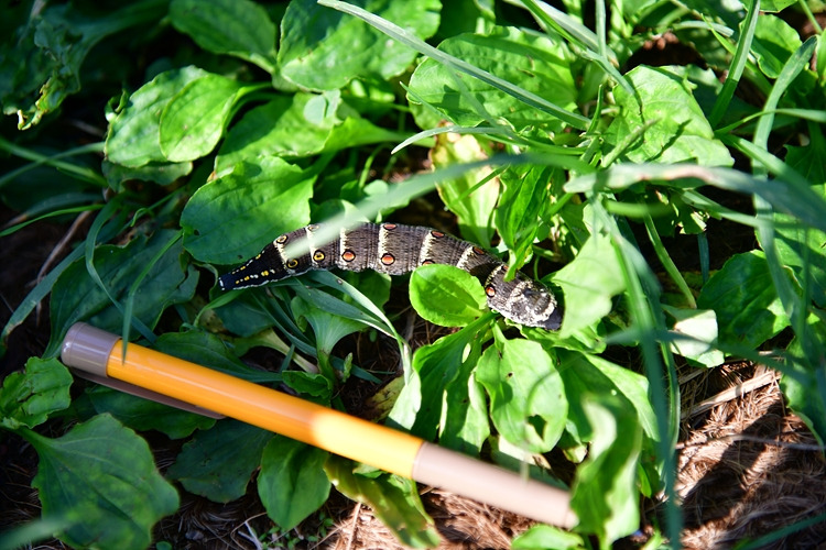 세줄박각시 애벌레 DSC_6538.jpg