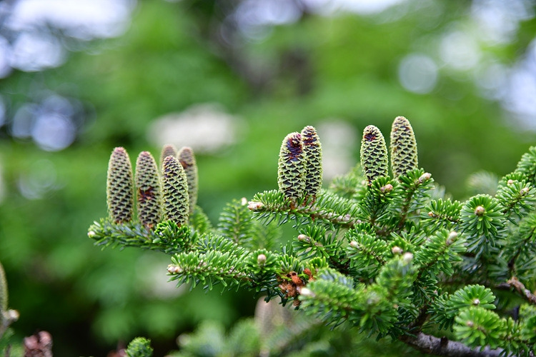 구상나무 열매  DSC_9748.jpg