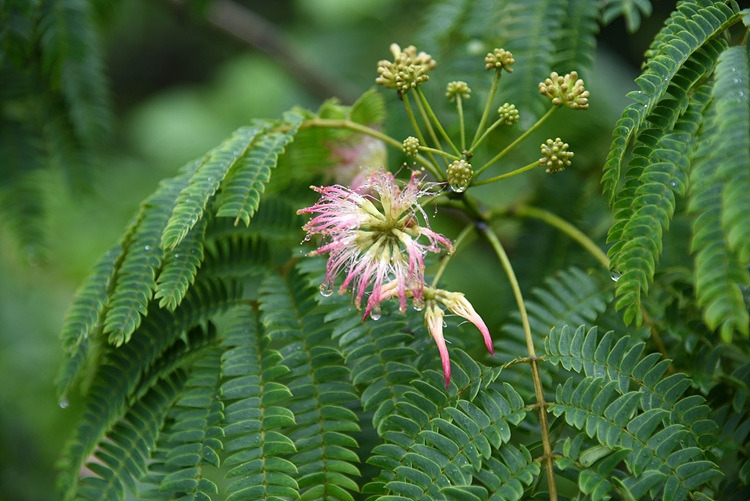 자귀나무 꽃 DSC_0491.jpg