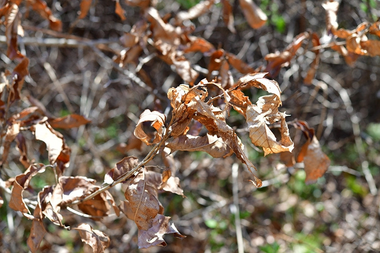 상수리나무 떨켜 DSC_7222.jpg