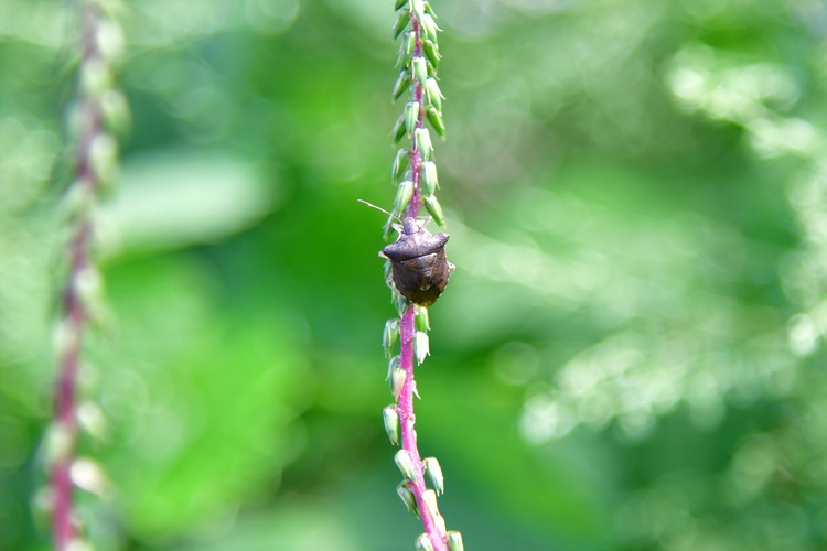 가시노린재  DSC_6569.jpg