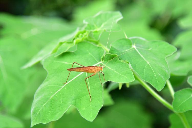 줄베짱이 갈색형 DSC_6756.jpg