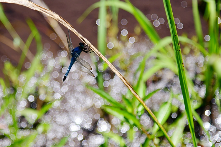 큰밀잠자리 DSC_4024.jpg