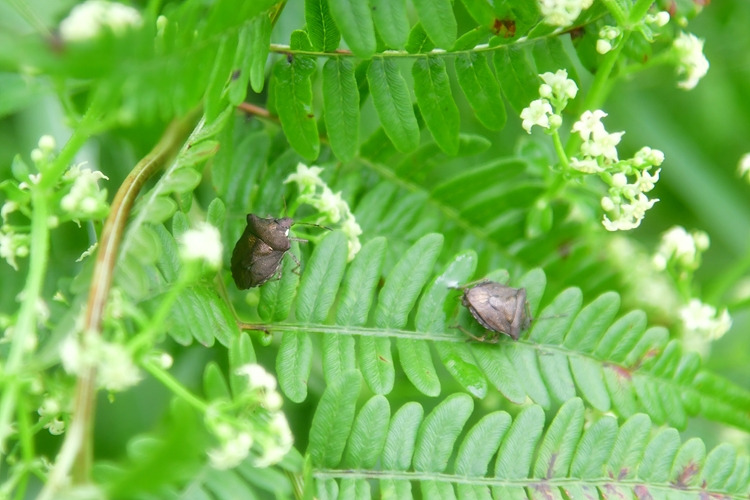 가시노린재 DSC_6827.jpg