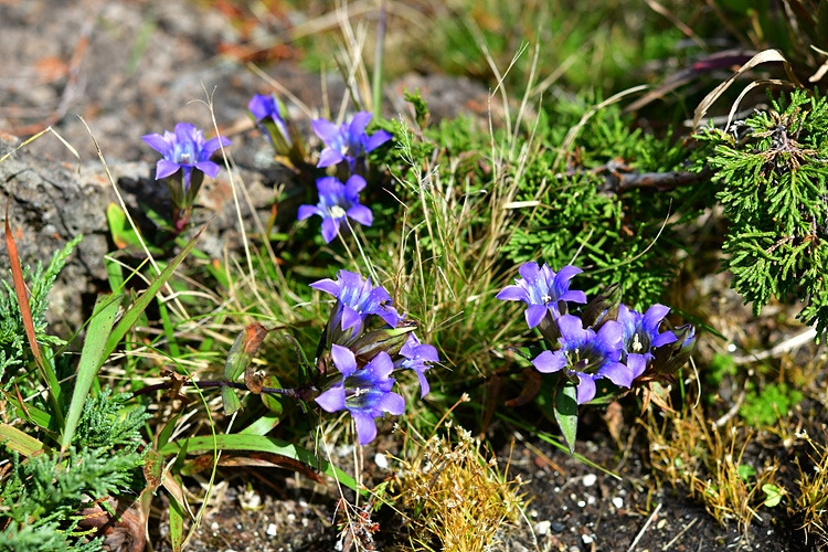 용담  DSC_5164.jpg