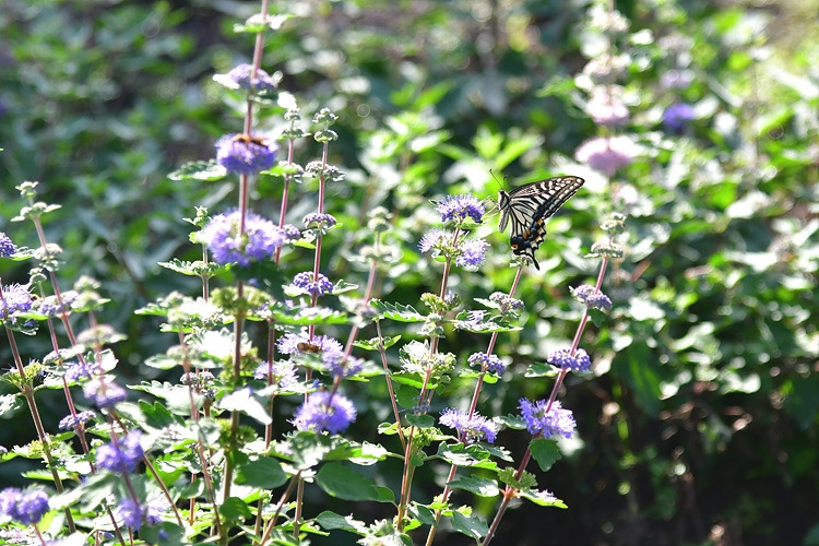 호랑나비  층꽃나무 DSC_4531.jpg