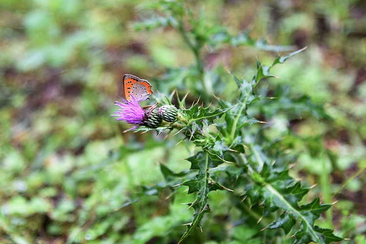 작은주홍부전나비 DSC_0483.jpg