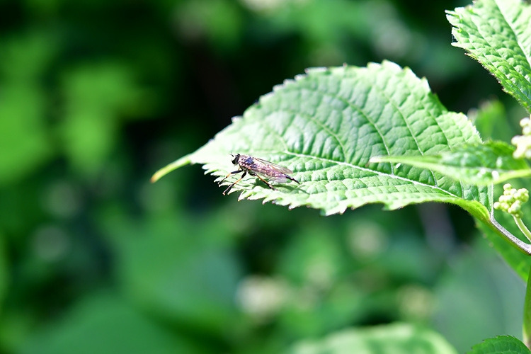 홍다리파리매 DSC_8645.jpg